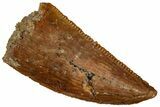 Serrated, Raptor Tooth - Real Dinosaur Tooth #296729-1